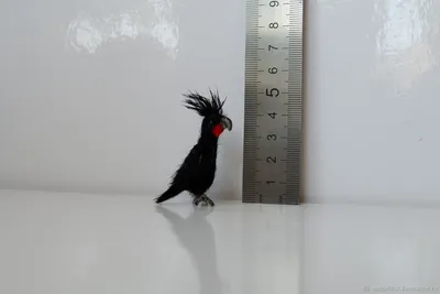 Чёрный какаду: Неформал от мира попугаев. Мрачный и готический. Как он  ведёт себя в дикой природе? | Пикабу