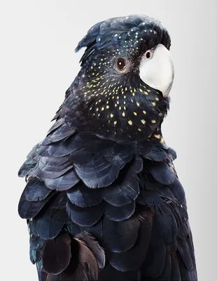 12 фотографий орлиного попугая — графа Дракулы из мира птиц, чей внешний  вид внушает трепет и восхищение