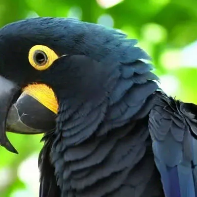 Черный попугай сидит в зимнем лесу» — создано в Шедевруме