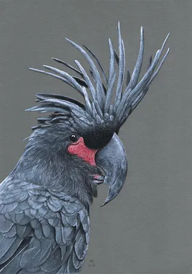 Попугай черного цвета - картинки и фото poknok.art