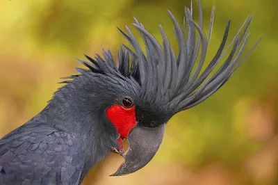 Черный Попугай — стоковые фотографии и другие картинки Ара - Ара,  Вертикальный, Дикие животные - iStock