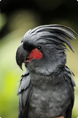 BB.lv: Чёрный попугай-ударник