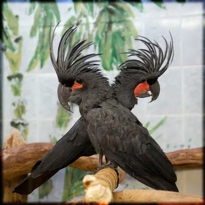 Мистер черный попугай сидит на …» — создано в Шедевруме