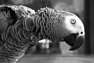 черный попугай, животное, фотография, корона png | PNGWing
