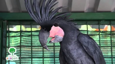 Большой черный попугай из пенопласта и перья 40 см, пасторальное рукоделие,  украшение для дома и сада, подарок a1785 | AliExpress