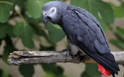 Черный попугай - 73 фото