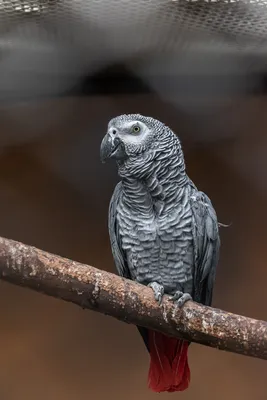 Черный пальмовый какаду — яркая и необычная птица | Pet7