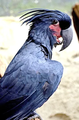 Черный попугай сейшельские острова - картинки и фото poknok.art