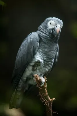 Ваза: черный попугай с мальгашским именем - Рассказы о животных |  Некоммерческий учебно-познавательный интернет-портал Зоогалактика