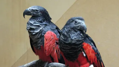 Обои на рабочий стол Черный попугай сидит на ветке, обои для рабочего  стола, скачать обои, обои бесплатно