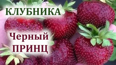 Черный принц.Модный сорт садовой земляники. | Локация и грибы ОГО! | Дзен