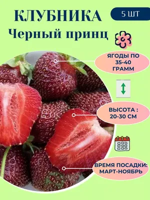 Купить саженцы Клубника Чёрный принц в Москве по цене 95 р. с доставкой в  Подмосковье