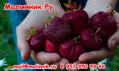 Клубника 🍓 в моем саду ч.4 Сорт ЧЕРНЫЙ ПРИНЦ - YouTube