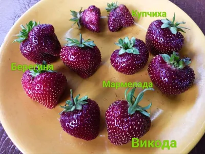 Крупная клубника: какие сорта выбрать