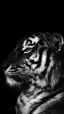 planeta_live - Черные тигры Одиши Черные тигры не... | Facebook