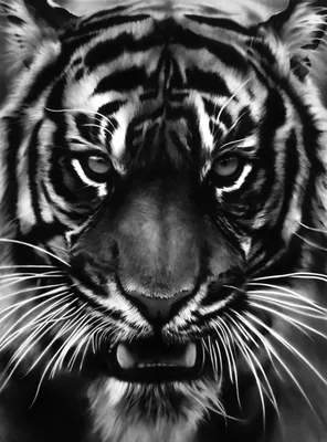 Редкие черные тигры попали на камеру в Индии | Пикабу