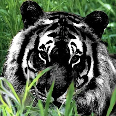 Скачать 720x1280 обои Тигр Черный, Черный и Белый, Лев, Постер, Рев |  Африканский слон, Тигр, Кошачьи