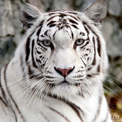 Редкий черный тигр попал в объектив индийского фотографа
