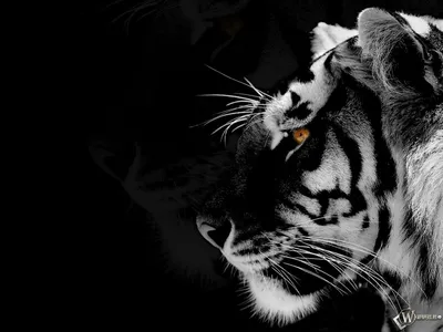 Черный тигр, baby, professional photo…» — создано в Шедевруме