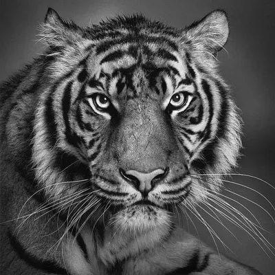 Редкие черные тигры попали на камеру в Индии | Пикабу