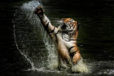 Черный тигр с золотыми глазами | Премиум Фото