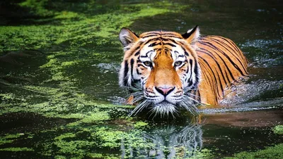 тигр на черном фоне, свободно, цветное изображение тигра фон картинки и  Фото для бесплатной загрузки