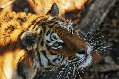 коричнево черный тигр у бревна · Бесплатные стоковые фото