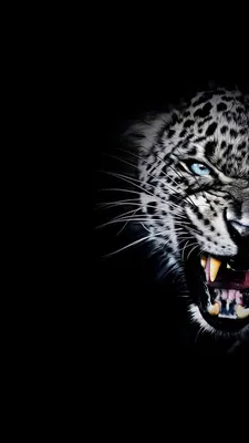Редкий черный тигр | Пикабу