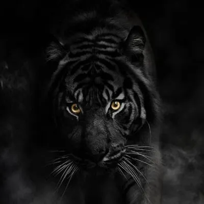черный тигр на белом фоне. голова - портрет хищного зверя. символ 2022  года. Иллюстрация вектора - иллюстрации насчитывающей джунгли, выражение:  233311592