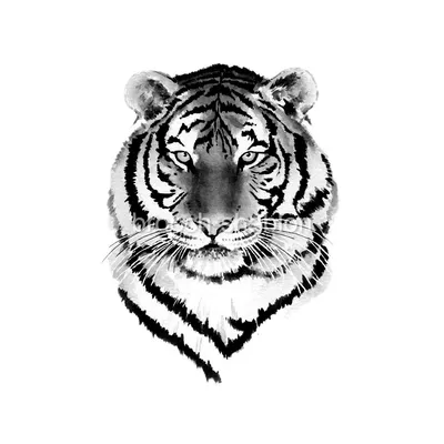 Тигр с черным фоном и черным фоном. | Премиум Фото