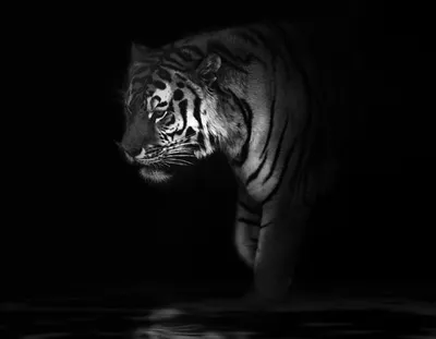 Черный тигр приходит погостить: как готовиться к визиту? - PrimaMedia.ru