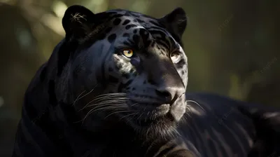 Новый год Тигра 2022: Черный водяной тигр сменит металлического быка | |  Infopro54 - Новости Новосибирска. Новости Сибири