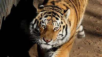 Лента.ру on X: \"Оказывается, тигры бывают чёрными в оранжевую полоску, а не  только наоборот. Всё дело в повышенном развитии меланина — красавцев с  такой редкой особенностью всего шесть во всём мире. И