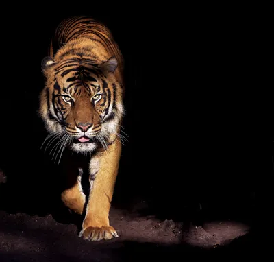 Черный тигр - ЯПлакалъ