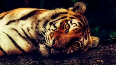 Черные тигры» в Индии — результат генетической мутации – Telegraph