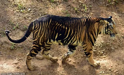 Черный тигр с белыми полосами и с…» — создано в Шедевруме