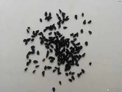 Тмин черный (Сидона) купить в СПб. Черный тмин семена купить в СПб дешево  оптом и в розницу