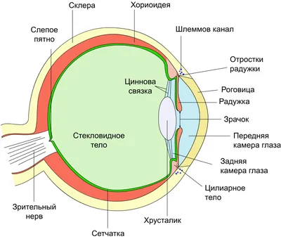 Красный червяк в глазу» — создано в Шедевруме