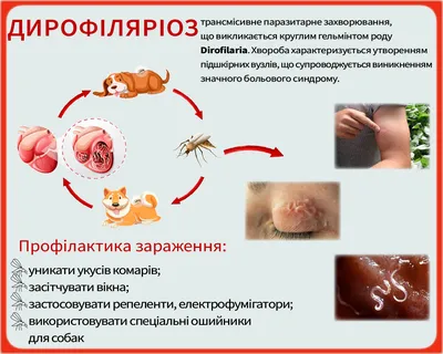 У россиянки после укуса комара под кожей поселился червь: новости, россия,  комары, болезнь, происшествия