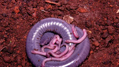 Земляные черви — Википедия