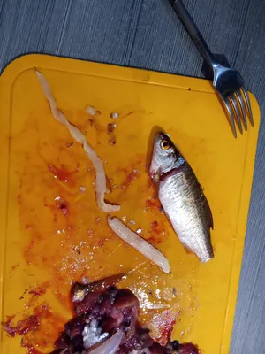 В Коми торгуют рыбой с червями