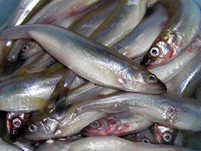 Жительница Брянска купила в «Ленте» рыбу с червями