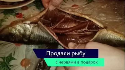 Почему в рыбе появляются глисты и как их можно убить в домашних условиях