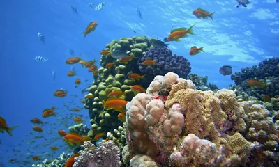 Червоне море фото фото