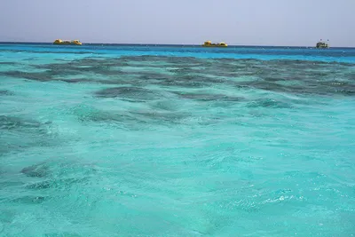 Красное море, Египет, коралловый риф…» — создано в Шедевруме
