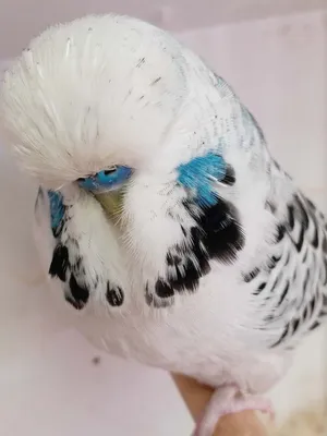 Чешский попугай фото фото