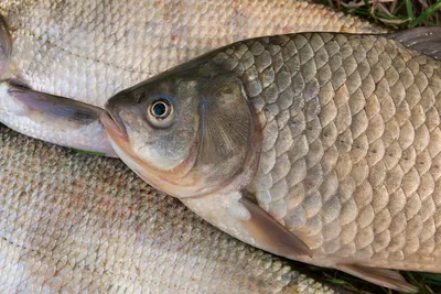 Обязательно ли чистить рыбу от чешуи? | fish2o | производитель премиум  лосося | Дзен