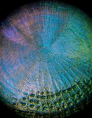 Рыбья чешуя под микроскопом | Пикабу