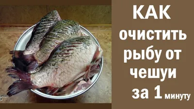Фон чешуя рыбы (с множеством фото) - deviceart.ru