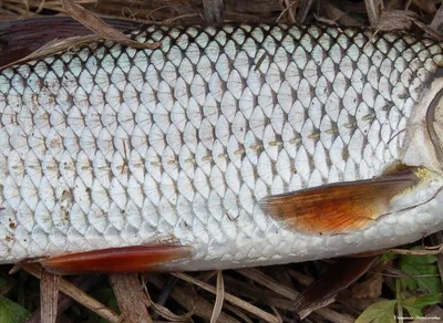 Плакоидная чешуя рыбы - Находки в Новой Рачейке